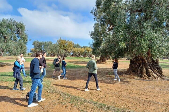 Monopoli Olive Oil Tour: Millennial Trees, Hypogeum Mills & Tasting