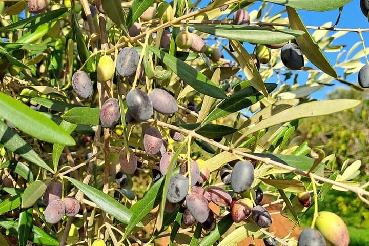 Monopoli Olive Oil Tour: Millennial Trees, Hypogeum Mills & Tasting photo 6