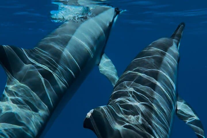 Private Dolphin & Turtle Encounter in Le Morne Lagoon — Half-Day Snorkel Trip