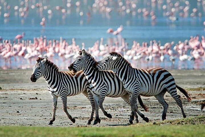 Arusha National Park Day Trip: Canoe, Walk & Game Drive Around Mount Meru photo 4
