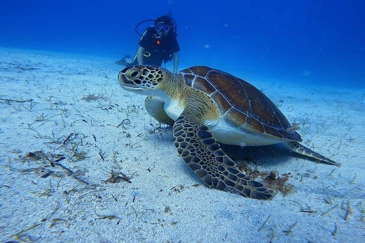Scuba Diving at Turtle Bay, Protaras: Intro Dives with Underwater Photos