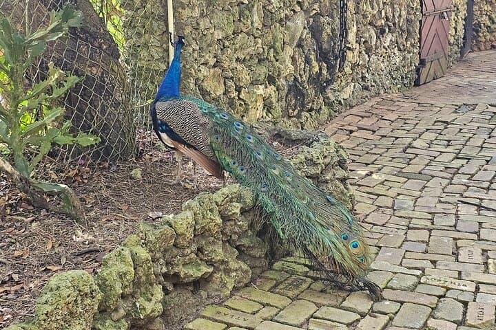 Barbados Private Scenic Tour with Monkey Feeding — Half-Day Island Highlights photo 3