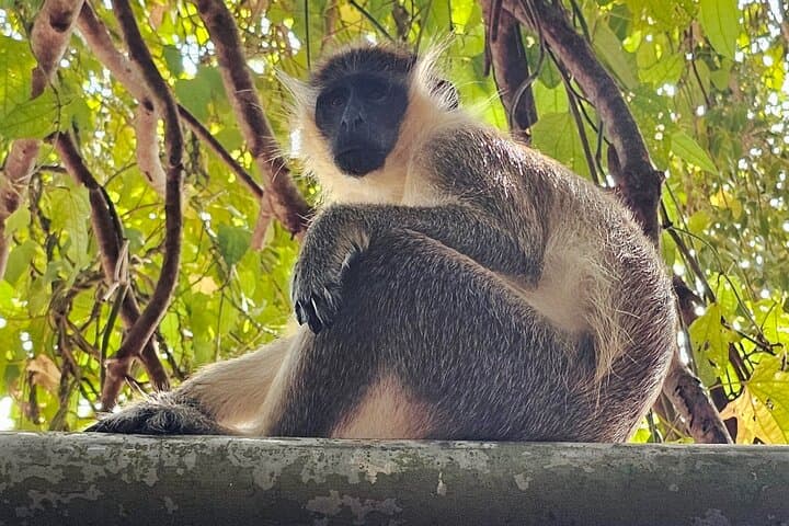 Barbados Private Scenic Tour with Monkey Feeding — Half-Day Island Highlights