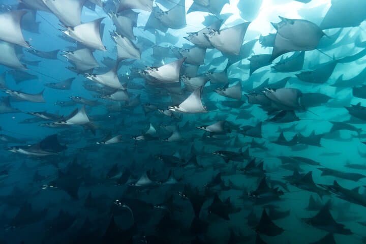 Sea of Cortez Mobula Rays and Cetaceans Day Trip from La Paz