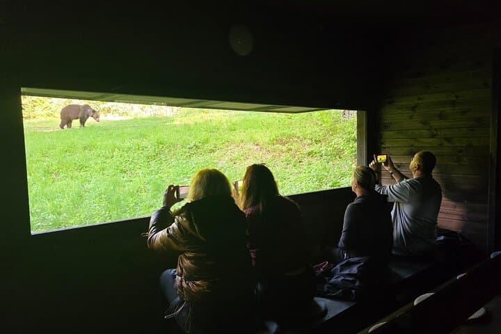 Transylvania Brown Bear Hide Experience from Brașov photo 2