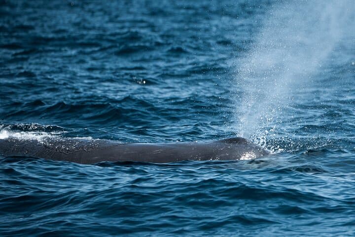 Sea of Cortez Mobula Rays and Cetaceans Day Trip from La Paz photo 4