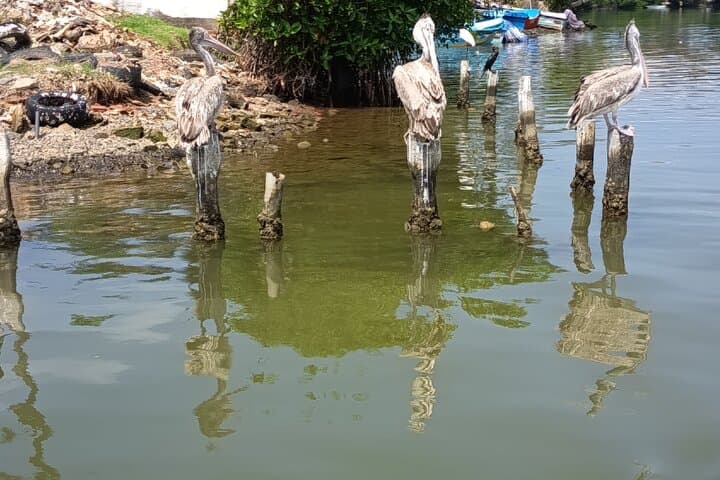 Negombo Lagoon Safari: Mangrove Boat Tour, Monkeys & Birdwatching photo 2