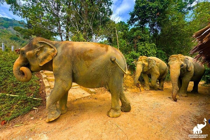 Hidden Forest Elephant Reserve Guided Tour in Phuket — Ethical Elephant Sanctuary Experience photo 4
