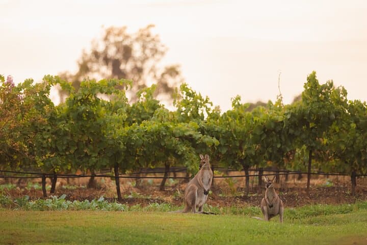 Hunter Valley Private Premium Wine Tasting: Full-Day Group Tour from Sydney photo 6