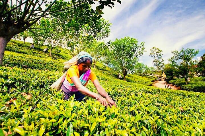 Horton Plains to Nuwara Eliya: Ramboda Falls, Gregory Lake & Damro Tea Factory Day Tour photo 3
