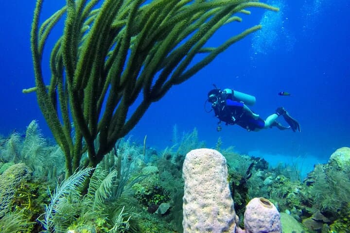 Mini Diving Course in San Andrés — Intro Scuba Experience (6–12 m)