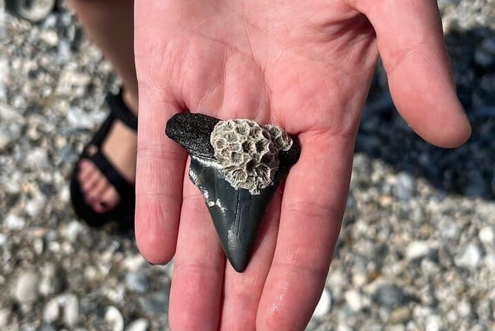 Morris Island Fossil Hunting: Guided Beach Excursion from Folly Beach