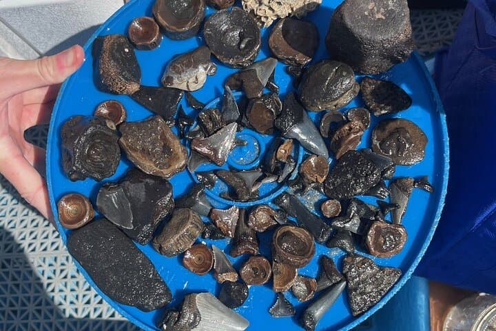 Morris Island Fossil Hunting: Guided Beach Excursion from Folly Beach photo 2