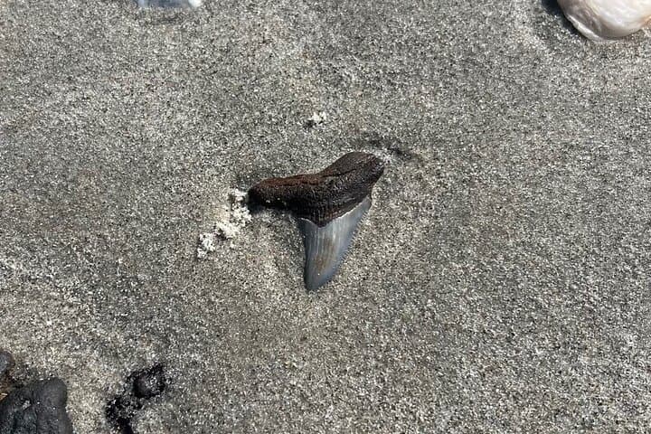 Folly Beach Fossil Hunting: Barrier Island Boat Drop-Off Excursion photo 2