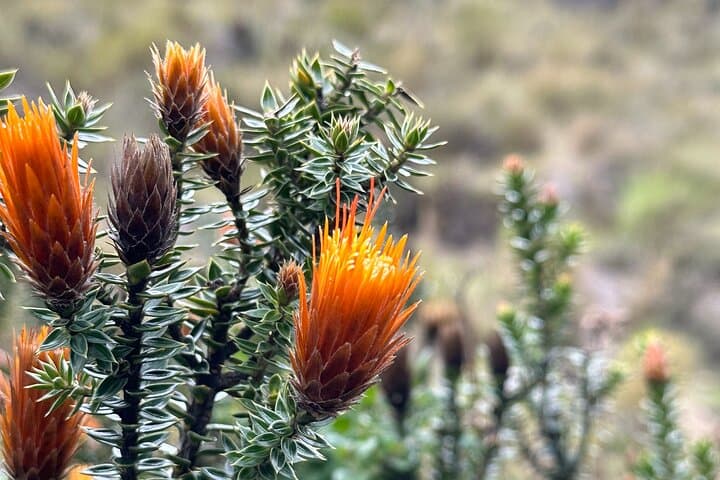 Cotopaxi Volcano Day Tour from Quito: Hike to José Rivas Refuge at High Altitude photo 3