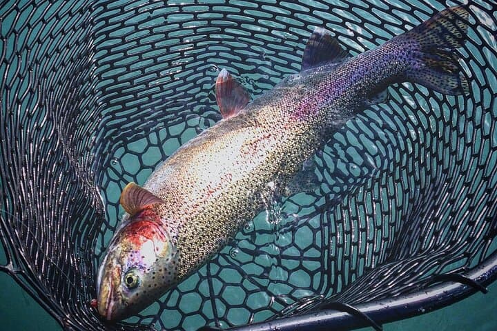 Kenai River Rainbow Trout Full-Day Fishing Charter — Trophy Rainbows & Skilak Lake Lunch photo 6
