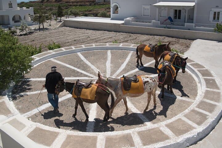 Santorini Horse and Donkey Ride Through Volcanic Landscapes photo 4