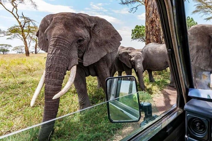 3-Day Masai Mara Safari: Game Drives, Migration & Lodge Stay photo 4