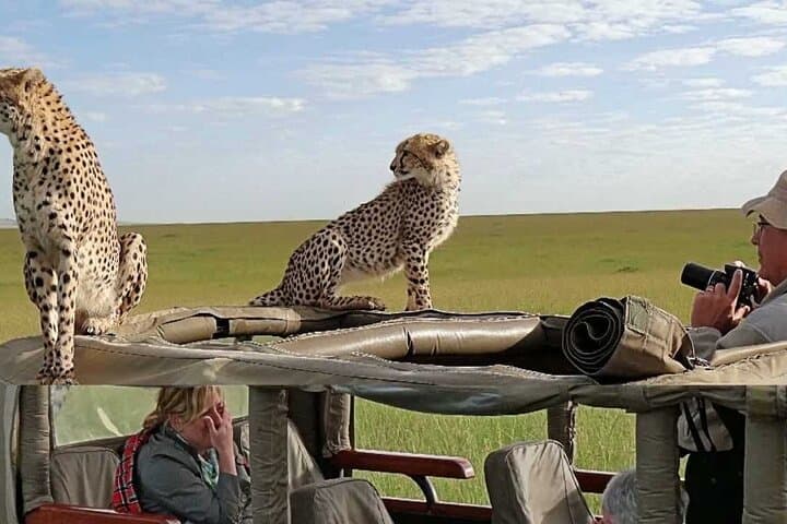 3-Day Masai Mara Safari: Game Drives, Migration & Lodge Stay photo 5