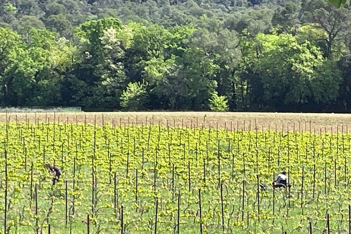Provence Pearl: Lavender, Wine & Verdon Day Tour from Nice photo 3