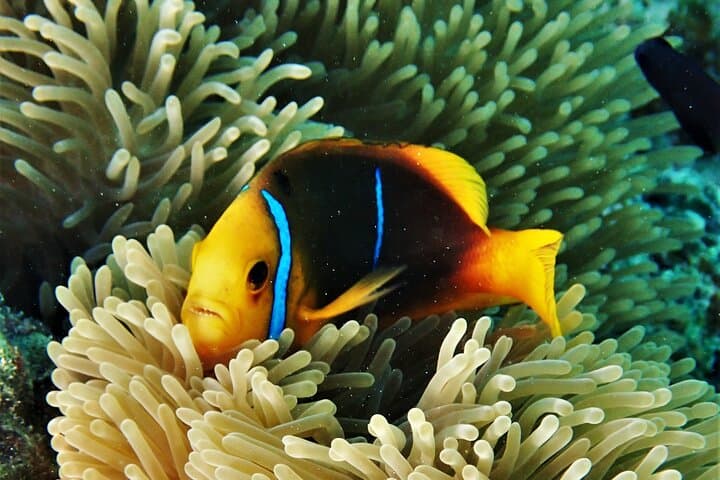 Moorea Half-Day Lagoon Discovery: Private Snorkel with Rays & Turtles photo 6