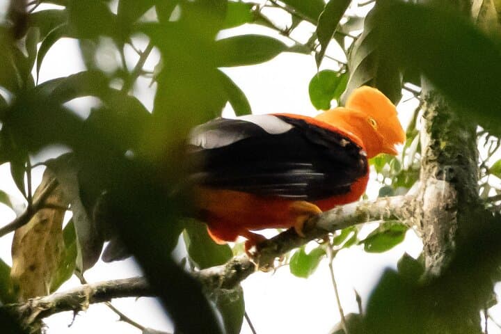 Mindo Birdwatching Tour — Ecuador Western Andes Birding Hotspots photo 5