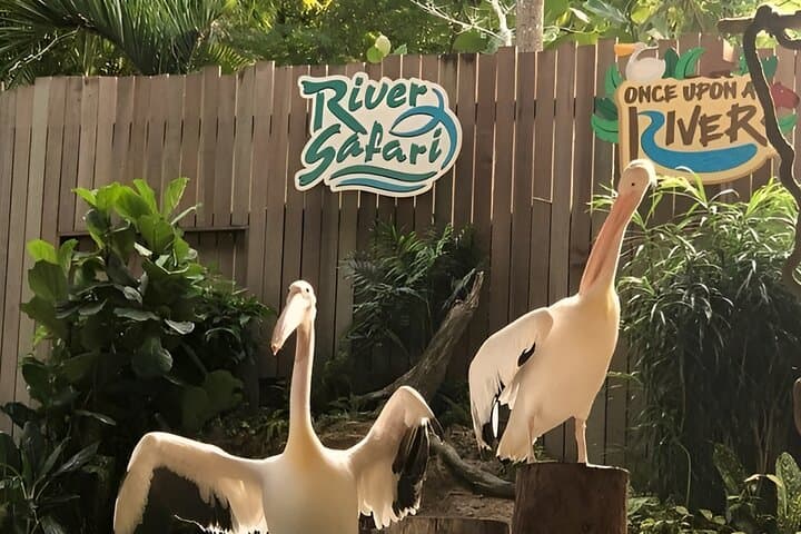 Mandai Wildlife Reserve Combo: Singapore Zoo, Night Safari & River Wonders with Hotel Transfers photo 6