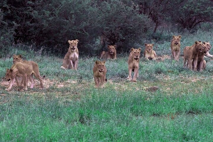 4-Day Kruger Safari from Johannesburg — Budget Fly-In Big Five Experience photo 5