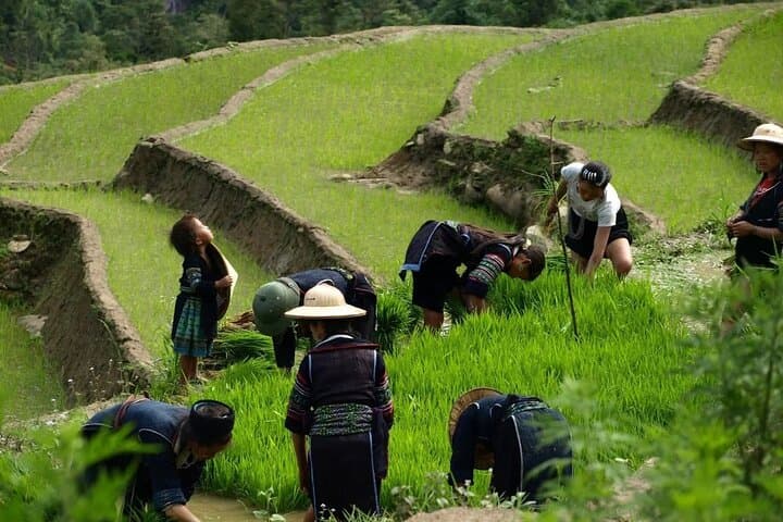 Trek Sapa: 3-Day Homestay Journey Through Muong Hoa Valley and Fansipan photo 4