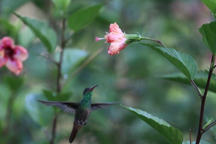 Birdwatching on Pipeline Road: Gamboa Discovery Center Day Trip photo 6