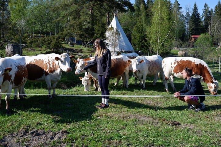 Sipoo Biodynamic Farm Visit: Forest Walk & Farm Lunch Near Helsinki photo 4