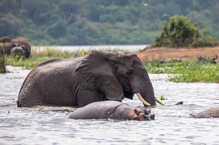 Bwindi Impenetrable 5-Day Gorilla & Chimp Trekking Safari from Entebbe photo 3