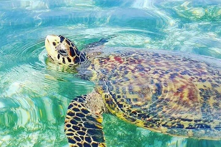 Waikiki Turtle Canyon Snorkel: Swim with Hawaiian Green Sea Turtles from Kewalo Basin photo 2