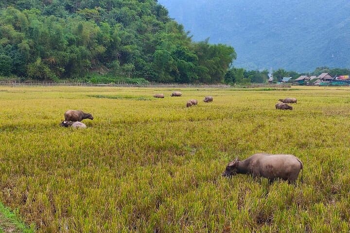 Cycle Mai Chau Valley: One-Day Bike Tour from Hanoi photo 4
