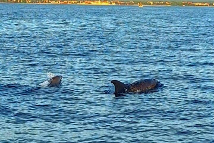 Private Brijuni Islands Boat Trip: Swim, Snorkel & Explore the Archipelago photo 2
