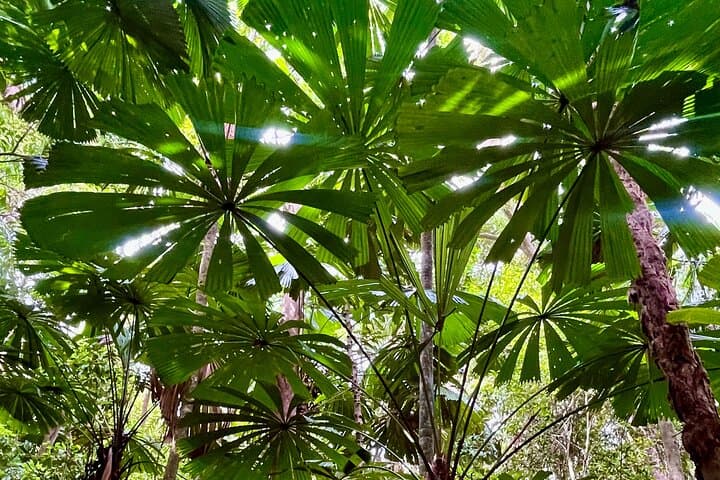 half-day-daintree-rainforest-tour-cape-tribulation-crocodile-cruise photo 6