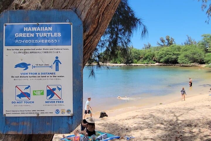 Spanish-Guided Circle-Island Adventure with Turtle Snorkeling on Oahu photo 3