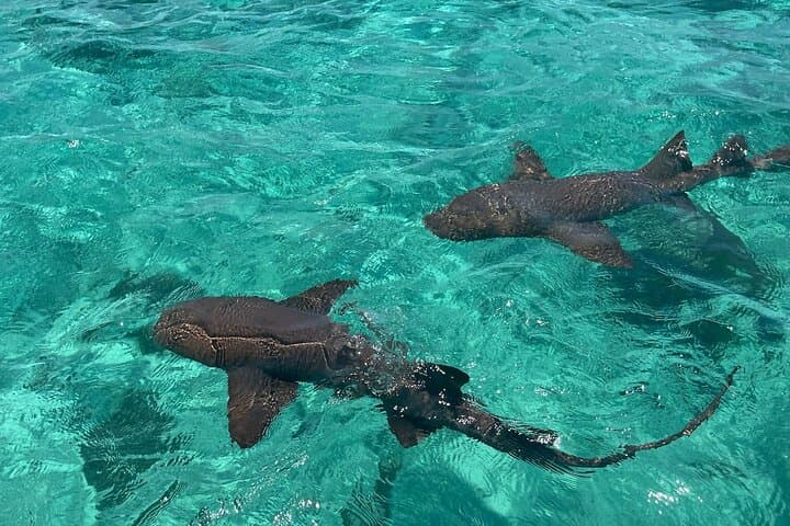 Half-Day Island Snorkel: Stingrays, Sharks & Tarpon Feeding (3 hrs) photo 3