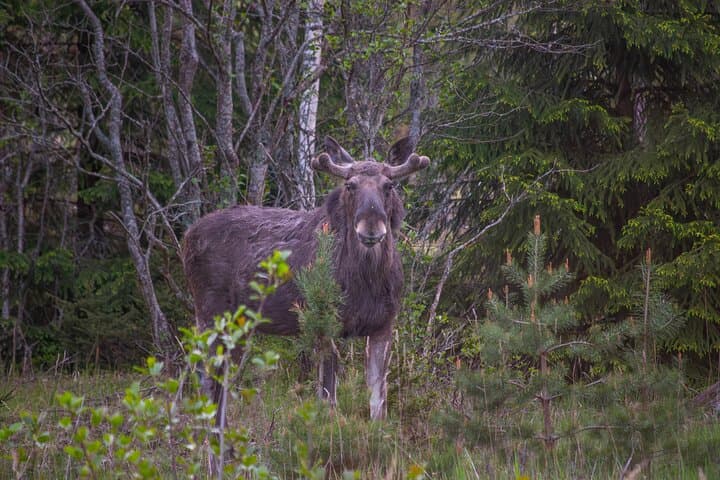 Helsinki Moose Safari & Campfire Dinner on Porkkala Peninsula