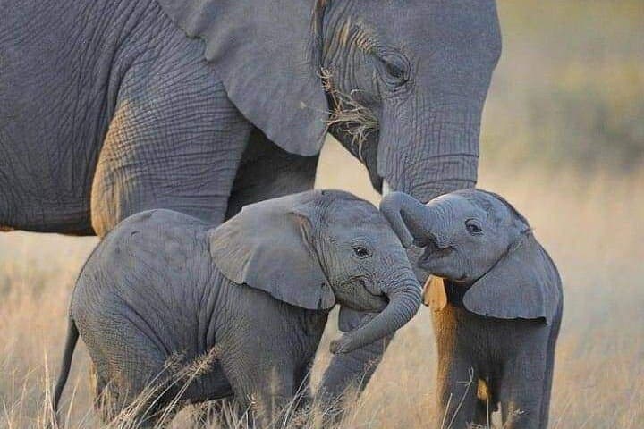Kenya Wilderness Explorer: 7-Day Amboseli, Taita & Tsavo Safari photo 6