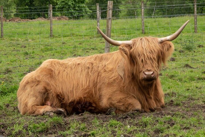 Highland Cows, Stirling Castle & Deanston Whisky Day Tour