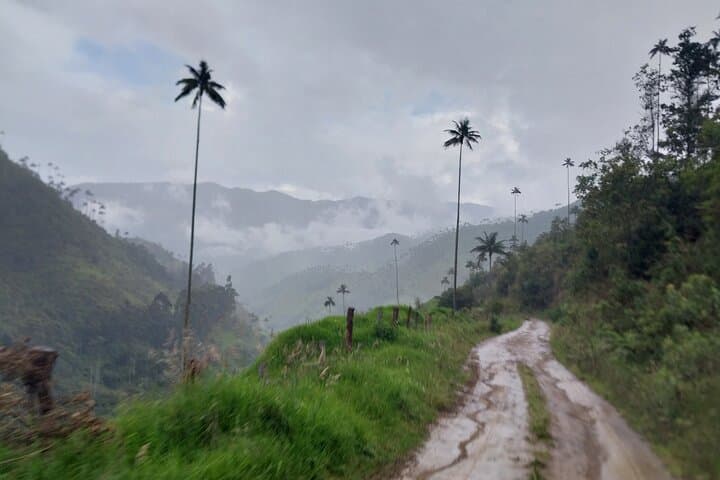 Carbonera & Tochecito Hike: Salento's Wax Palm Experience photo 4