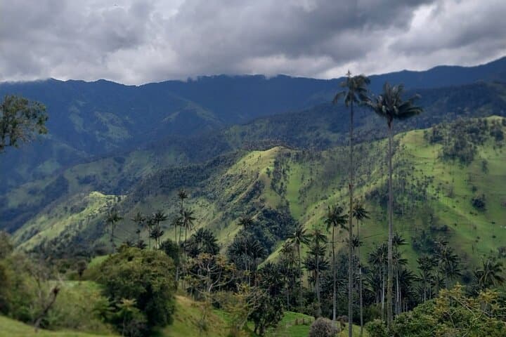 Carbonera & Tochecito Hike: Salento's Wax Palm Experience photo 6