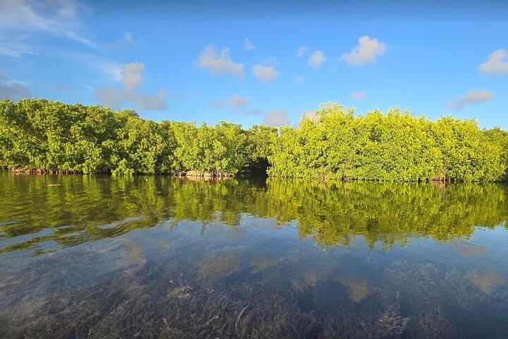 Guided Mangrove Eco Tour: Kayak & Paddleboard on Geiger Key (From Key West) photo 6