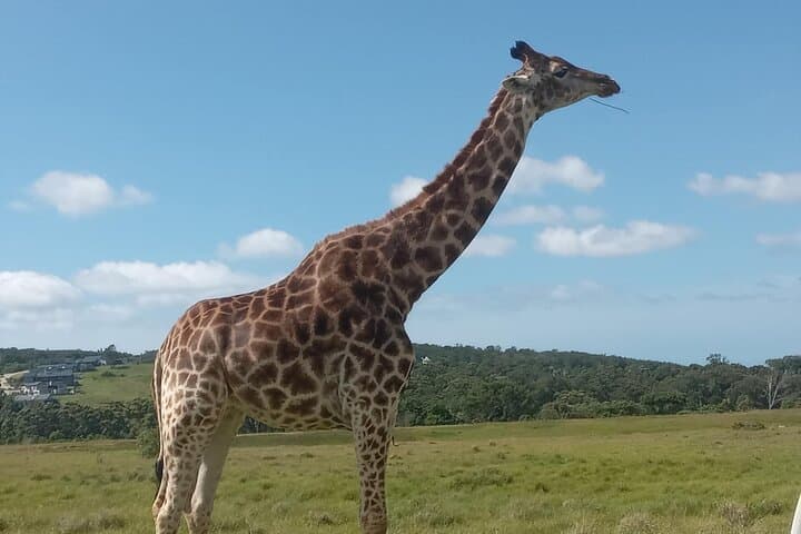 Schotia Safari: Big Five Game Drive in the Eastern Cape photo 4