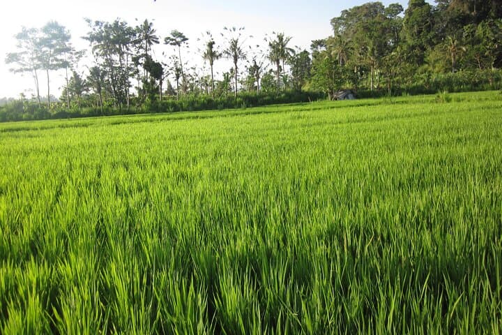 Sidemen Trekking: Rice Terraces, Temples & Mount Agung Views photo 2