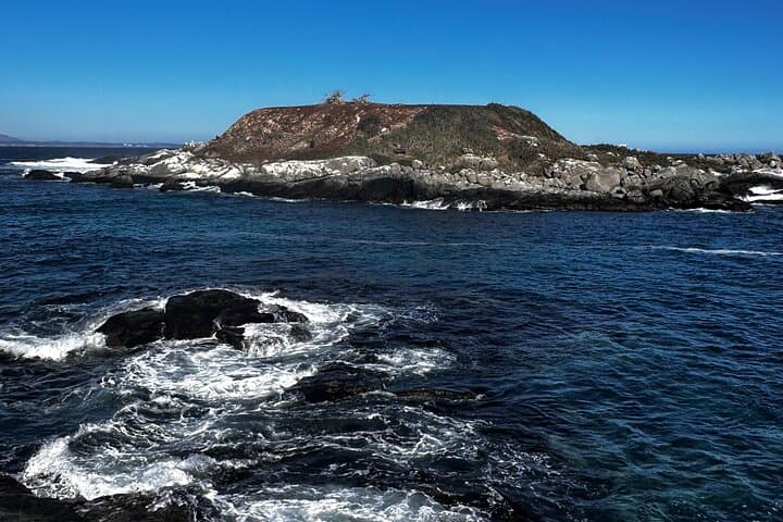 Private Zapallar Walking & Penguin-Watching Tour from Santiago photo 4