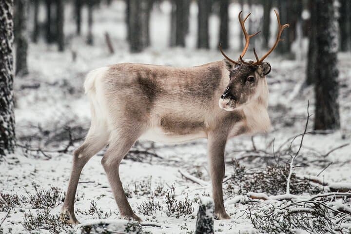 Snowmobile Safari and Glass Igloo Lunch in Rovaniemi: Winter Wilderness Experience photo 6