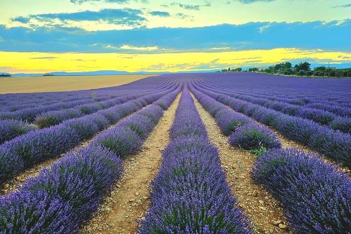 Private Tour: Verdon Gorges & Valensole Lavender Fields Day Trip from Nice photo 3