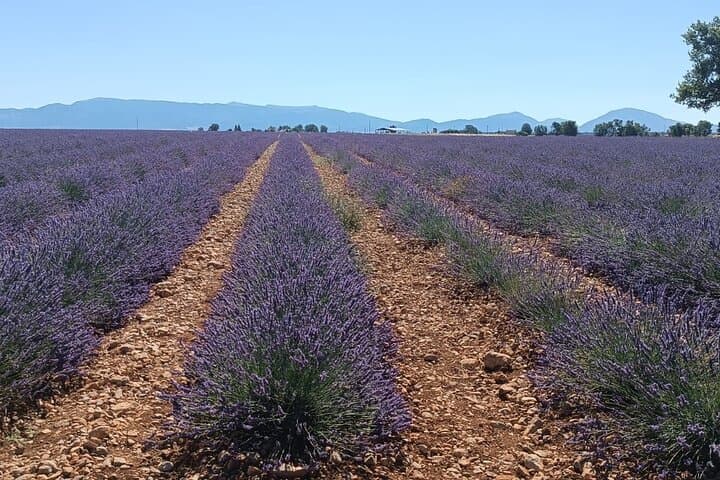 Provencal Elegance: Lavender Fields, Olive Oil Tasting & Pistachio Boutique in Valensole